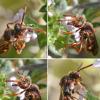 Nomada panzeri